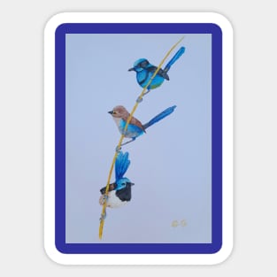 Australian Blue Wrens - birds Sticker